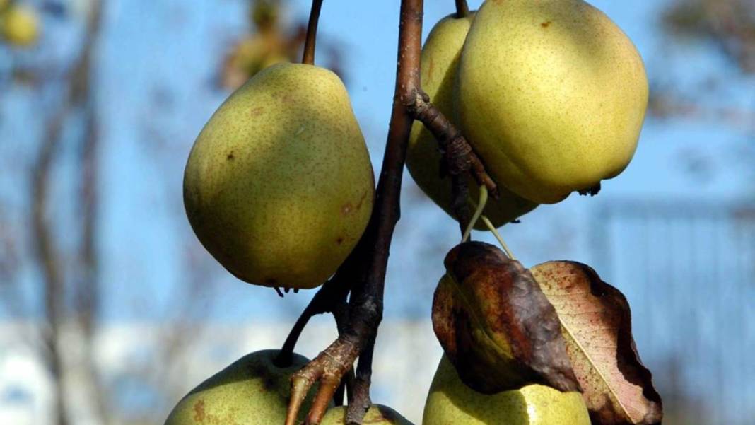TDK, bazı sözcüklerin yazımını değiştirdi: Artık böyle yazılacak! Editörleri yakından ilgilendiriyor 14